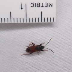 Eremocoris depressus