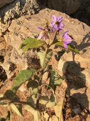 Solanum incanum