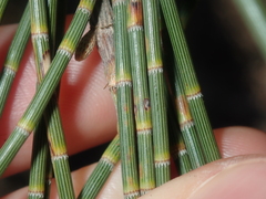Casuarina obesa