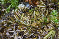 Halosaccion glandiforme