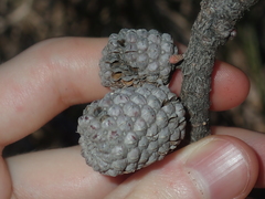 Casuarina obesa