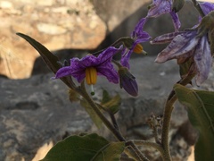 Solanum incanum