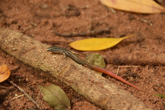 Vanzosaura multiscutata