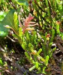 Exobasidium cassiopes