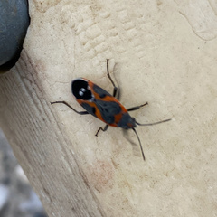 Lygaeus kalmii