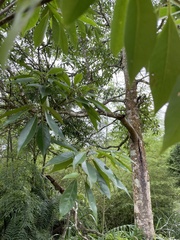 Schima superba superba