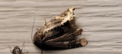 Homophoberia apicosa