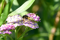 Bicyrtes capnopterus