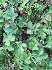 Potentilla canadensis