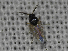 Forcipomyiinae