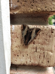 Catocala ultronia