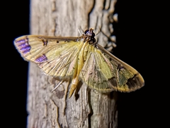 Eulepte concordalis