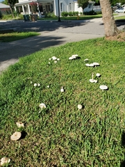 Chlorophyllum molybdites