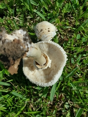 Chlorophyllum molybdites