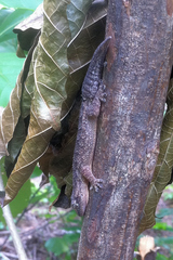 Hemidactylus brasilianus