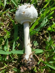 Chlorophyllum molybdites