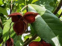 Sterculia monosperma