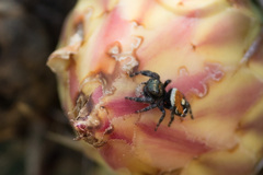 Phidippus insignarius