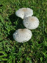 Chlorophyllum molybdites