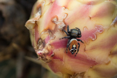 Phidippus insignarius