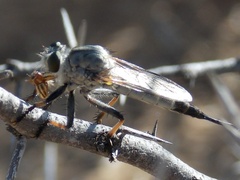 Pachybrachis dubiosus