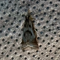 Microcrambus elegans