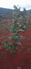 Asclepias notha