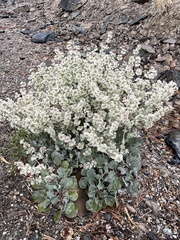 Eriogonum rupinum