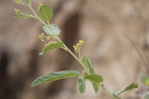 Waltheria indica iNat (1)