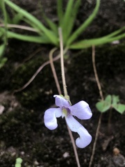 Pinguicula heterophylla