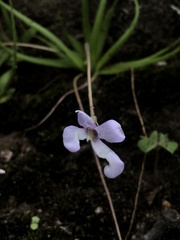 Pinguicula heterophylla