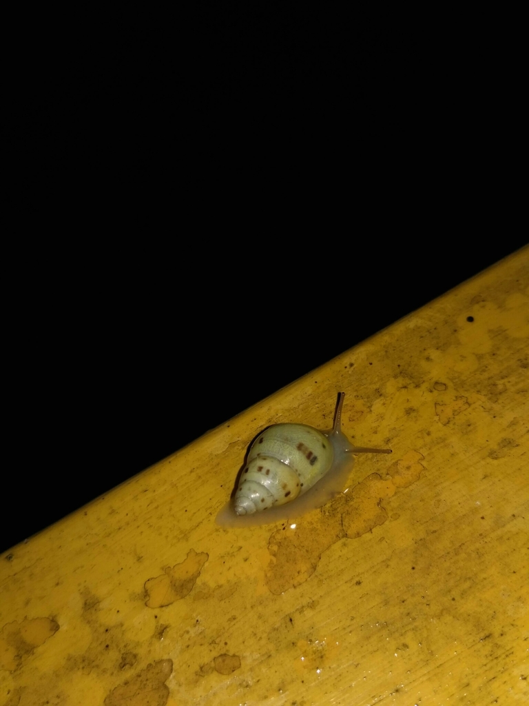 Mesembrinus emeus