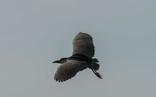 Black-crowned Night Heron photographed in Arizona