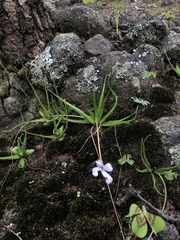 Pinguicula heterophylla