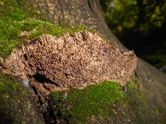 Trichaptum byssogenum