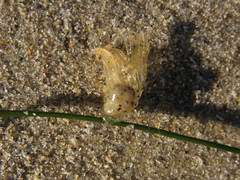 Dosima fascicularis