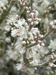 Eriogonum rupinum