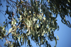 Eucalyptus bridgesiana