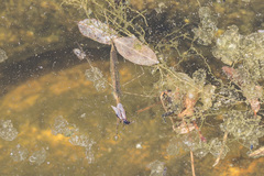 Ranatra quadridentata