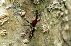Ectocemus decemmaculatus