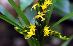 Apostasia wallichii