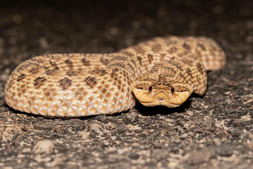 Mexican Hog-nose Snake