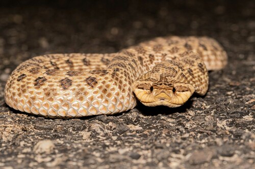 Mexican Hognose Snake, Heterodon kennerlyi
