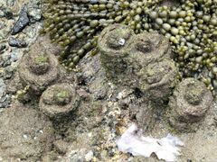 Pyura praeputialis