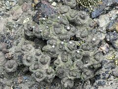 Pyura praeputialis