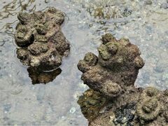 Pyura praeputialis