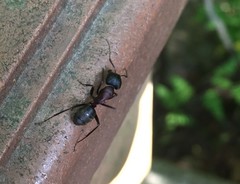Camponotus atrox