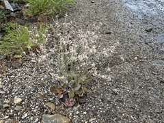 Eriogonum rupinum