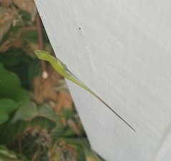Anolis carolinensis