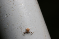 Pycnaxis truciformis